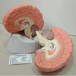Model of Human Brain Model of Human Brain